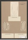 Surirella mexicana A. Schm. (de-Toni-Nr.: Genus 53, Species 2385) Zeichnungen Sammlung Grunow Nr. 4791 (NHMW-BOT-W0372932)